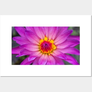 Pink Lotus with Red and Yellow Colours Posters and Art